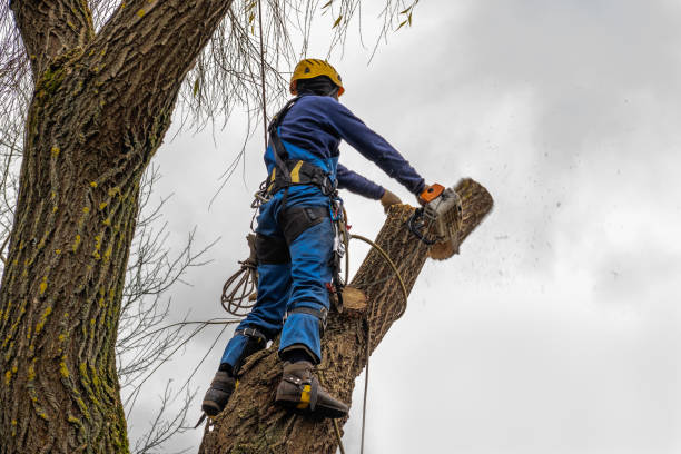 Best Stump Grinding and Removal  in USA